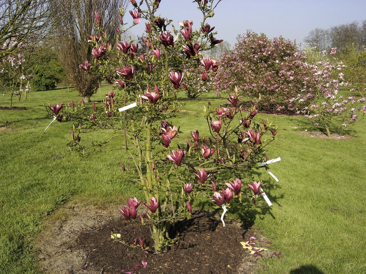 magnolia liliiflora nigra